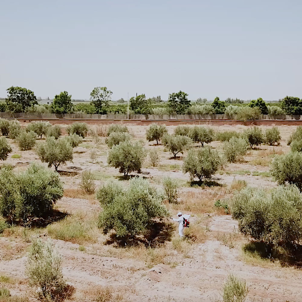 Capsule vidéo sur l'agriculture pour Al Moutmir OCP